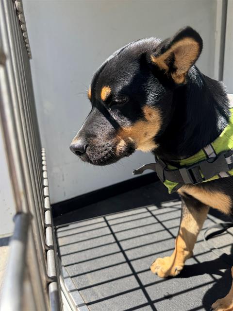 adoptable Dog in Bakersfield, CA named A162243
