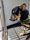 adoptable Dog in  named A162243