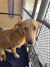 adoptable Dog in  named A162332