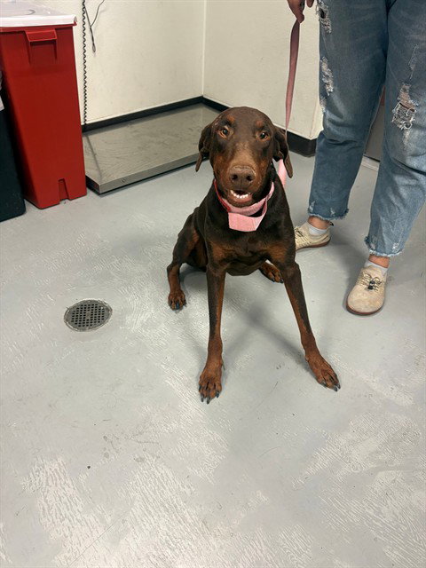 A161456 - Doberman Pinscher available for adoption