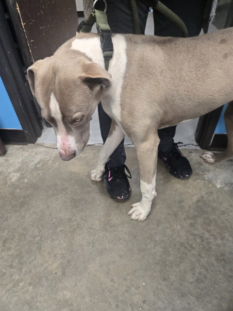 MILO