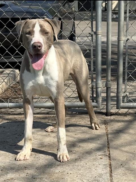 MILO, an adoptable Weimaraner in Bakersfield, CA