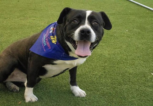 PAM, an adoptable Labrador Retriever in Bakersfield, CA