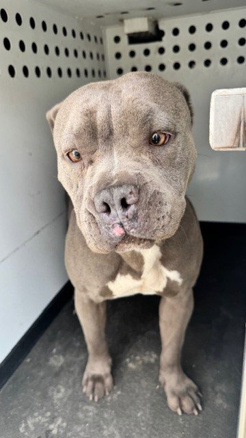 Pit Bull