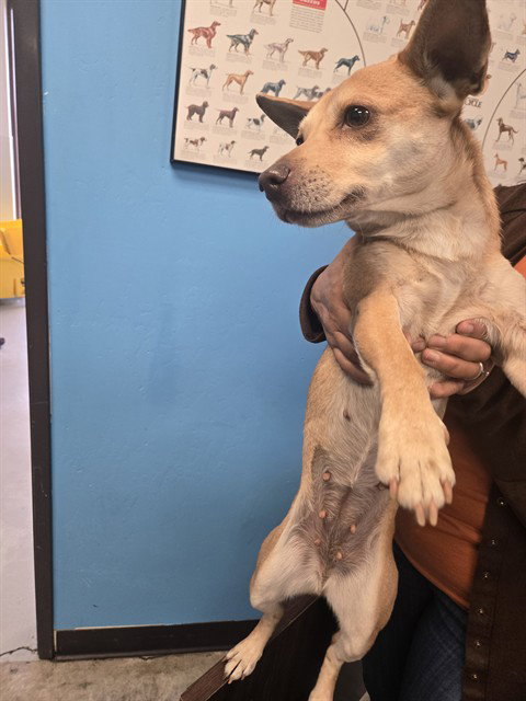 Chihuahua