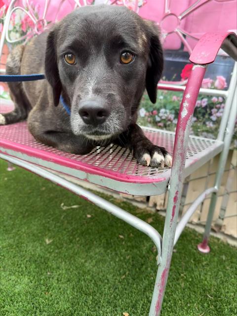 AMBER, an adoptable Pit Bull Terrier in Bakersfield, CA