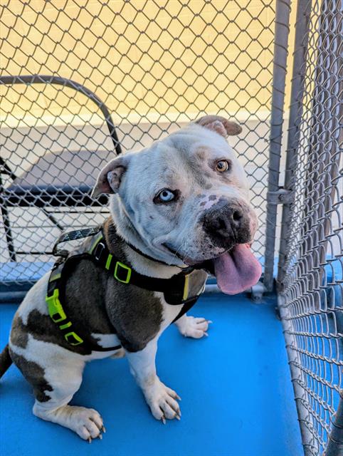 BOOMIES, an adoptable American Bulldog in Bakersfield, CA