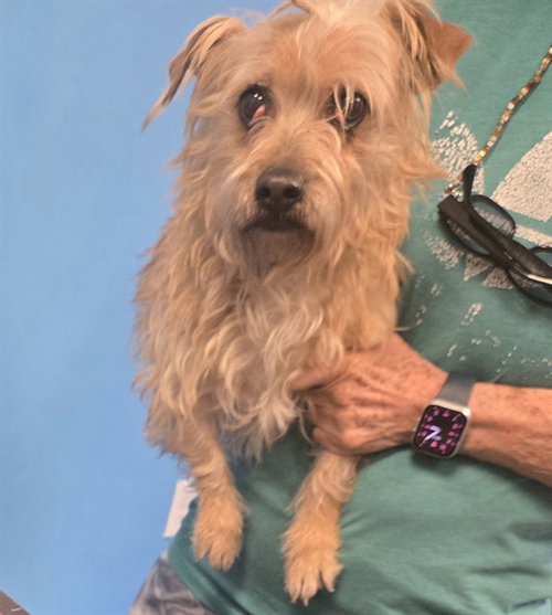 picture of the dog needing adoption