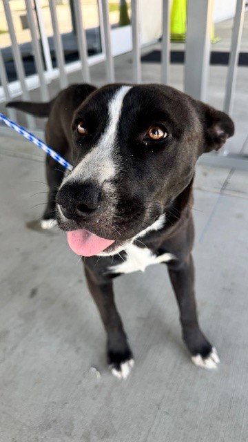 picture of the dog needing adoption