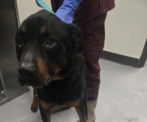 A167299, an adoptable Rottweiler in Bakersfield, CA