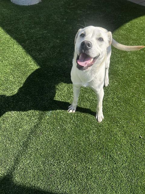 EMMA, an adoptable Labrador Retriever in Bakersfield, CA
