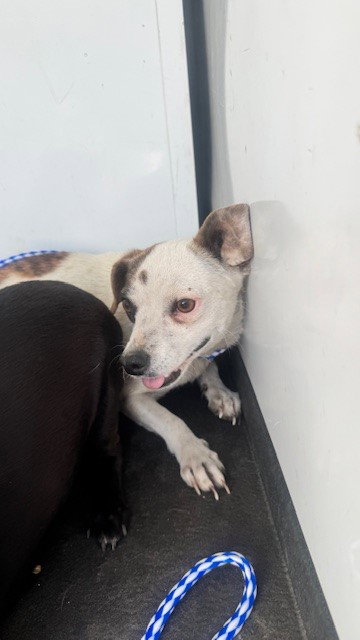 A167332, an adoptable Chihuahua in Bakersfield, CA