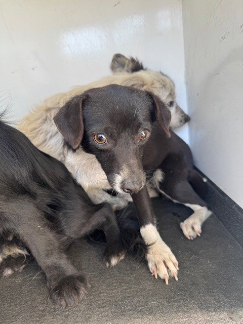 A167338, an adoptable Chihuahua in Bakersfield, CA