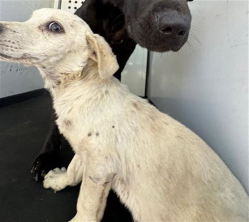A167376, an adoptable Labrador Retriever in Bakersfield, CA
