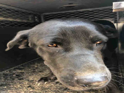 A094667, an adoptable Labrador Retriever in Bakersfield, CA