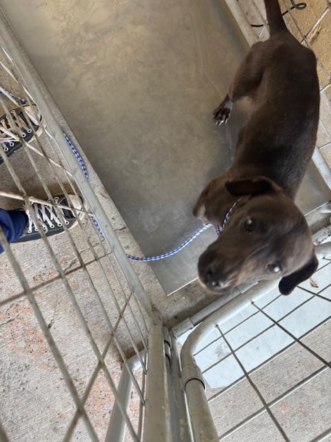 A167432, an adoptable Chihuahua in Bakersfield, CA