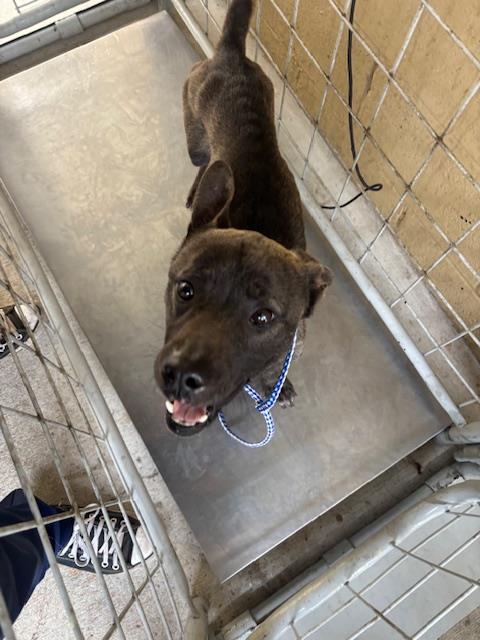 A167433, an adoptable Chihuahua in Bakersfield, CA