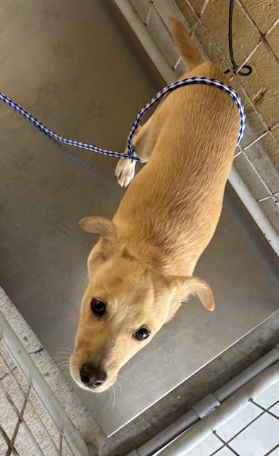 A167436, an adoptable Chihuahua in Bakersfield, CA