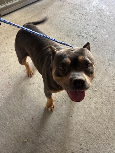 A167449, an adoptable American Staffordshire Terrier in Bakersfield, CA