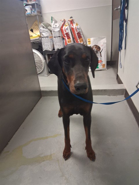 A167458, an adoptable Doberman Pinscher in Bakersfield, CA