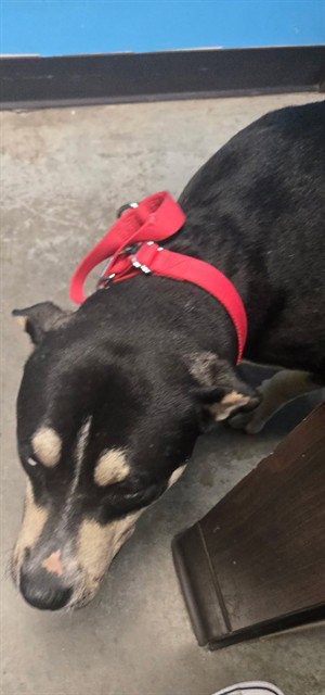 BOWSER, an adoptable Husky in Bakersfield, CA
