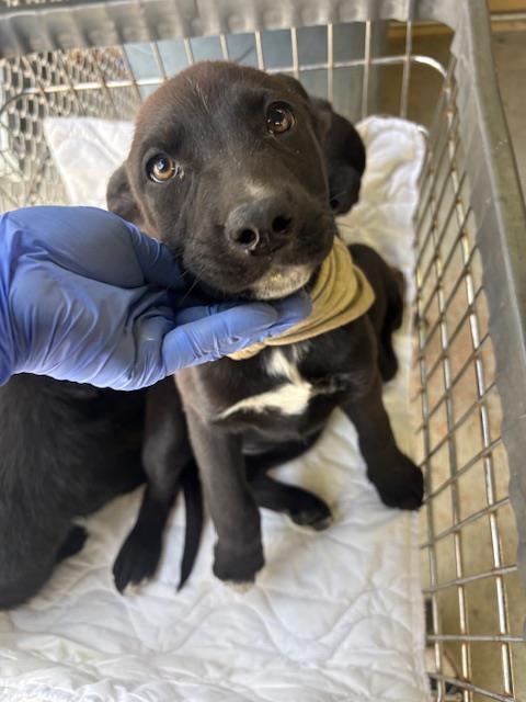 MOON PIE, an adoptable Labrador Retriever in Bakersfield, CA