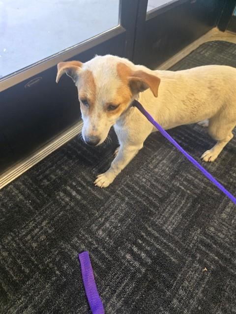 A167520, an adoptable Terrier in Bakersfield, CA
