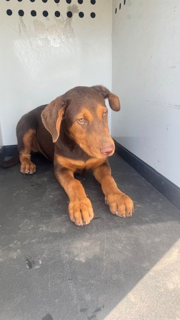 A167418, an adoptable Doberman Pinscher in Bakersfield, CA