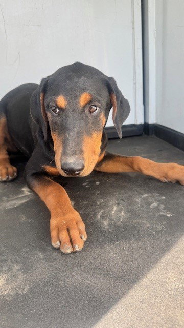 A167419, an adoptable Doberman Pinscher in Bakersfield, CA