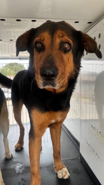 A167518, an adoptable Rottweiler in Bakersfield, CA