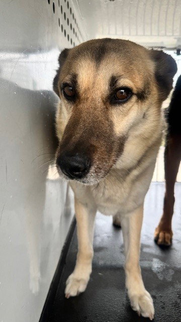 A167519, an adoptable German Shepherd Dog in Bakersfield, CA