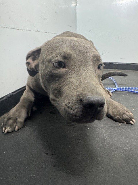 A167383, an adoptable Pit Bull Terrier in Bakersfield, CA
