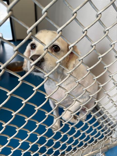 A167656 - Cocker Spaniel available for adoption