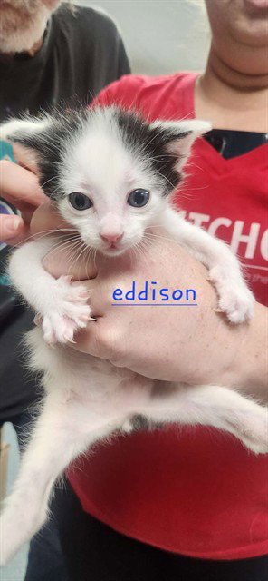 picture of the cat needing adoption