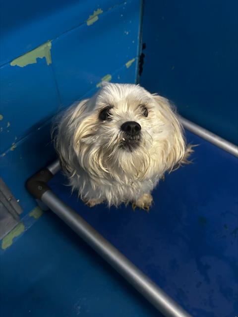 A167613 - Maltese available for adoption