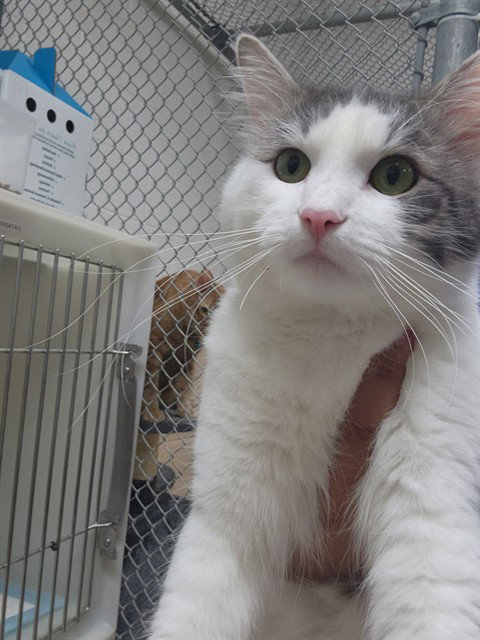 picture of the cat needing adoption