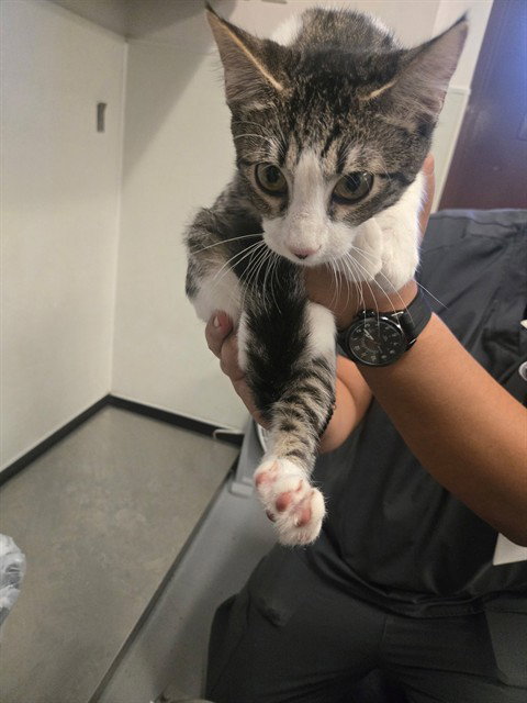 picture of the cat needing adoption