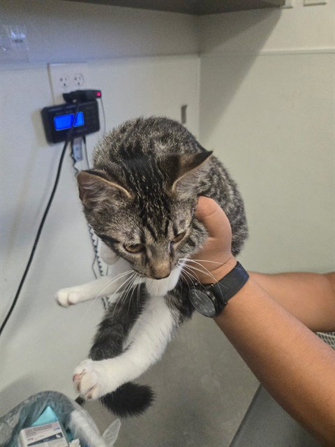 picture of the cat needing adoption