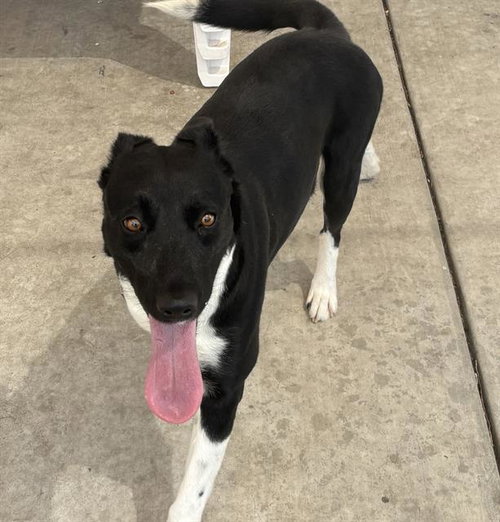 NOVA, an adoptable Border Collie in Bakersfield, CA