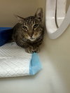 BOB CAT - Photo 1