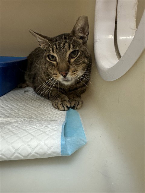 BOB CAT - Domestic Short Hair available for adoption