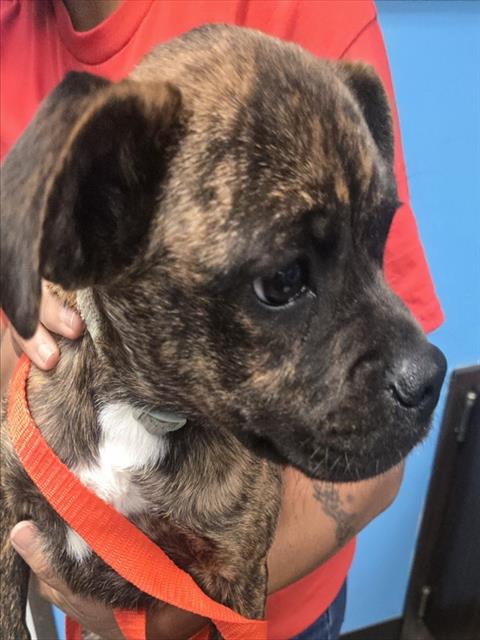 A167794, an adoptable Pug in Bakersfield, CA