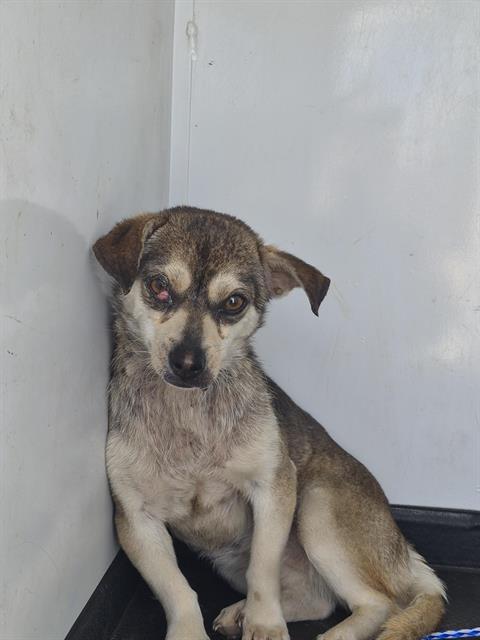 A167811, an adoptable Chihuahua in Bakersfield, CA