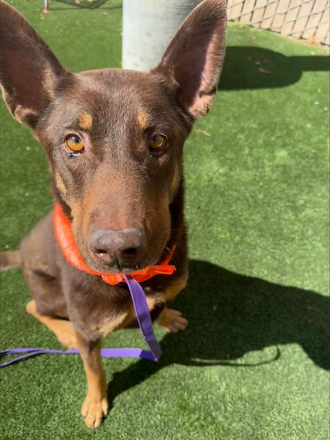 KODA, an adoptable Australian Kelpie in Bakersfield, CA