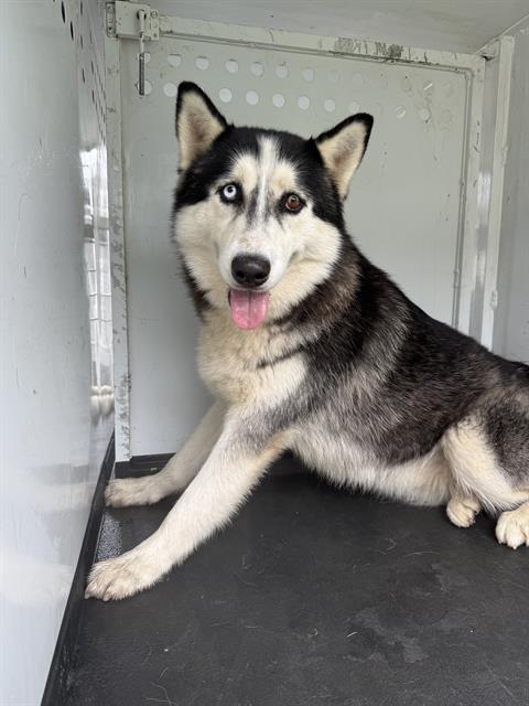 A165854, an adoptable Alaskan Malamute in Bakersfield, CA