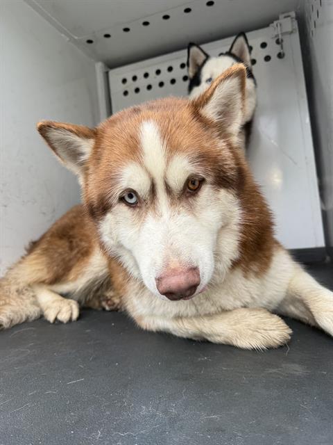 A165856, an adoptable Alaskan Malamute in Bakersfield, CA