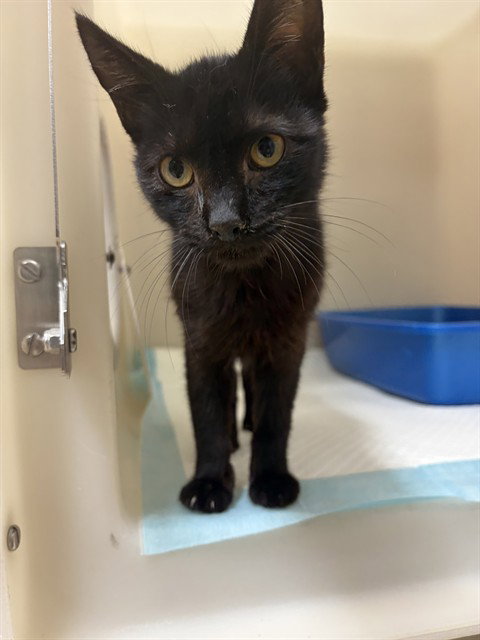 A168013 - Domestic Short Hair available for adoption