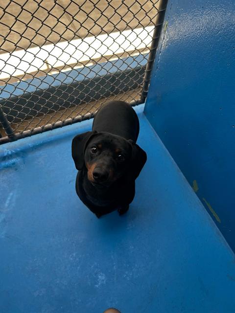 HANK, an adoptable Dachshund in Bakersfield, CA