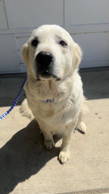 A168024, an adoptable Great Pyrenees in Bakersfield, CA