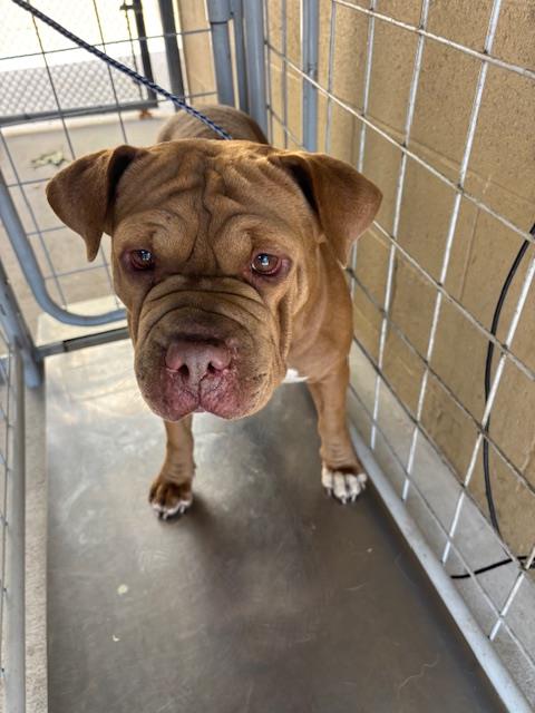 A168131, an adoptable Chinese Shar-Pei in Bakersfield, CA